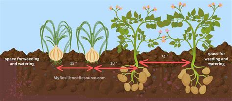 growing potatoes and onions together