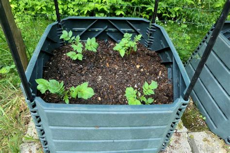 growing potatoes in a bin