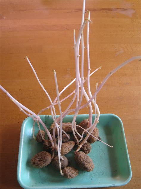 growing potatoes in air