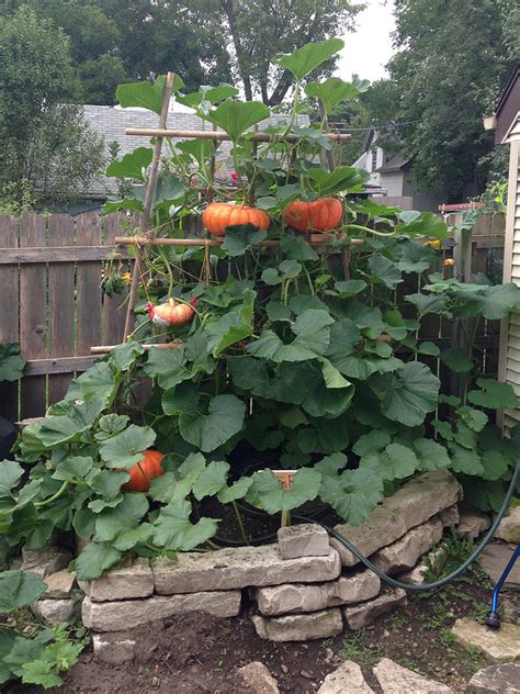 growing pumpkins and tomatoes together