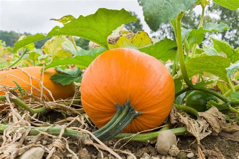 growing pumpkins and tomatoes together