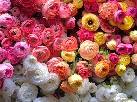 growing ranunculus in zone 5