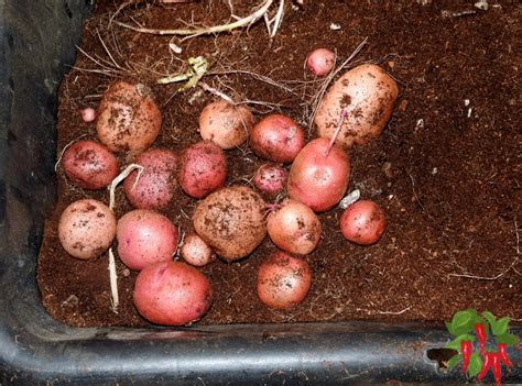 growing red potatoes in containers