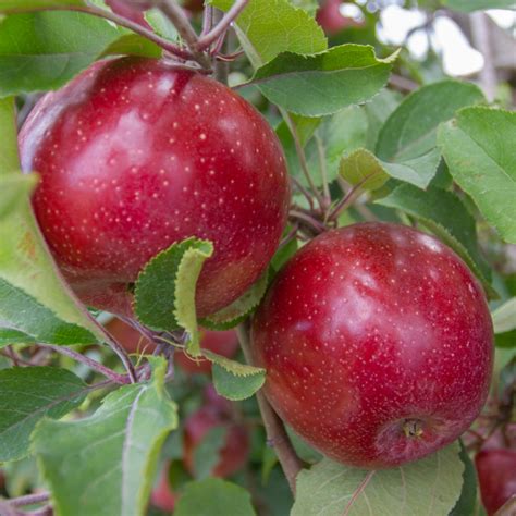 growing red rome apples