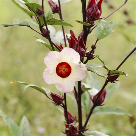 growing roselle plants