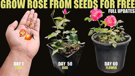 growing roses from seed