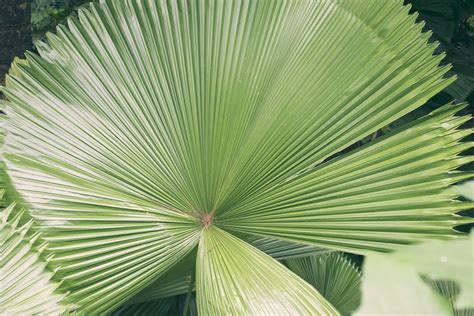 growing ruffled fan trees indoors