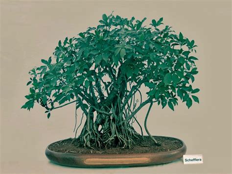 growing schefflera bonsais