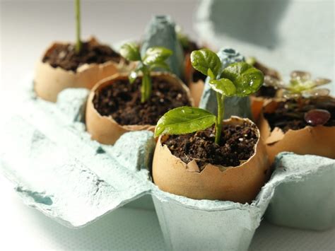 growing seeds in eggshells