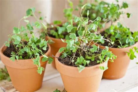 growing shamrock plants