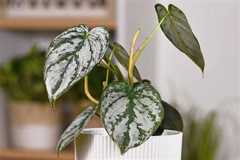growing silver leaf philodendrons