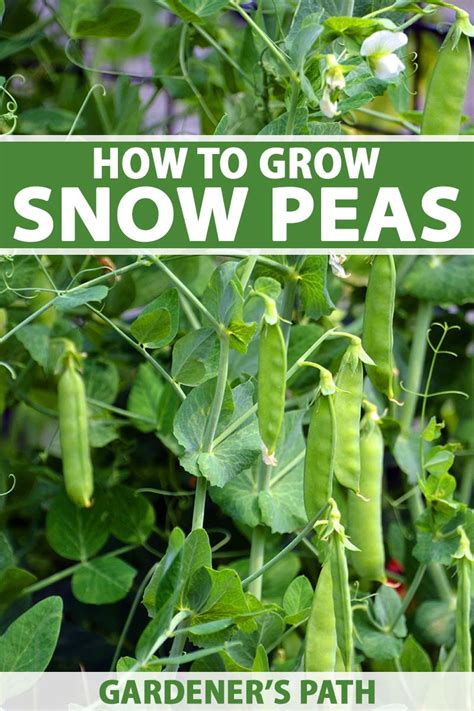 growing snow peas