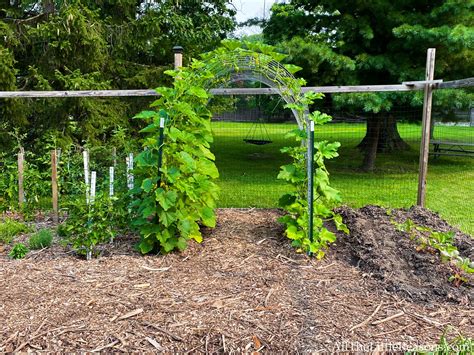 growing squash vertically