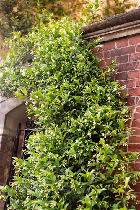 growing star jasmine
