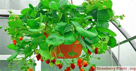 growing strawberries in hanging containers