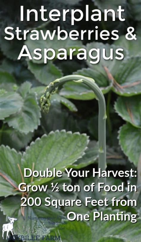 growing strawberries with asparagus