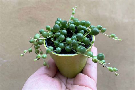 growing string of pearls