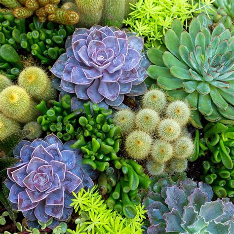 growing succulents outdoors