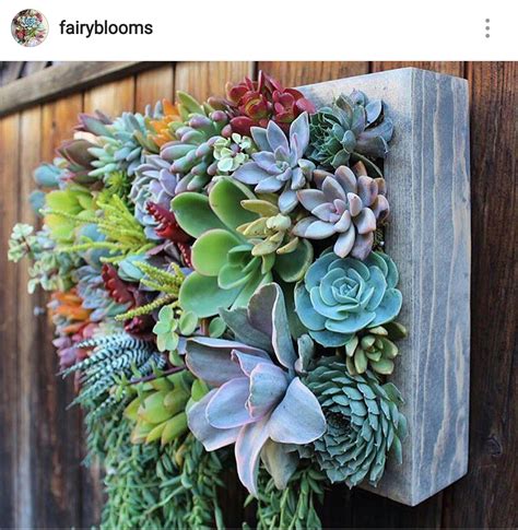 growing succulents vertically