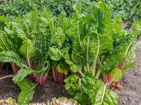 growing swiss chard