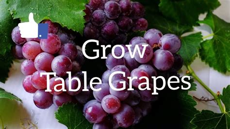 growing table grapes