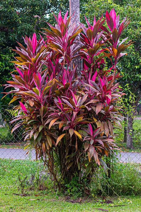 growing ti plants outdoors
