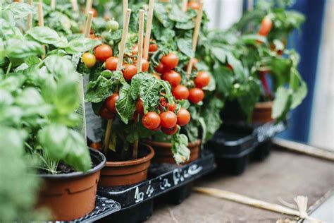 growing tomato plants in pots