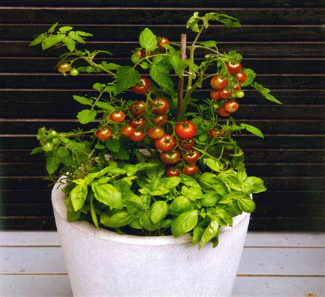 growing tomatoes and basil together