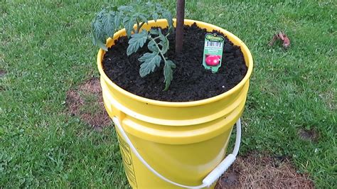 growing tomatoes in 5 gallon buckets