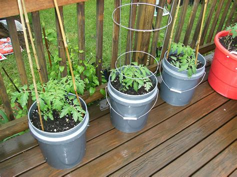 growing tomatoes in buckets