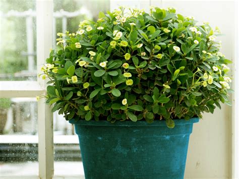growing topiaries inside
