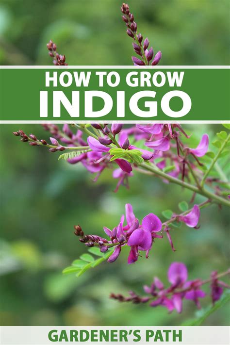 growing true indigo plants