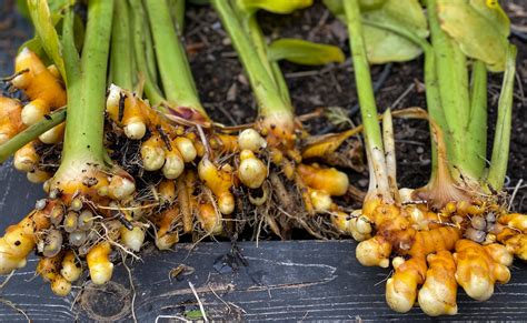 growing turmeric plants