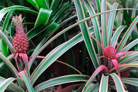growing variegated pineapples