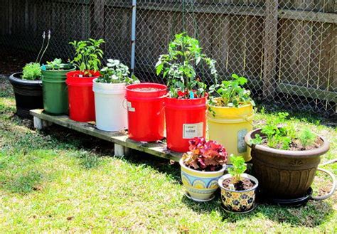 growing vegetables in 5 gallon buckets