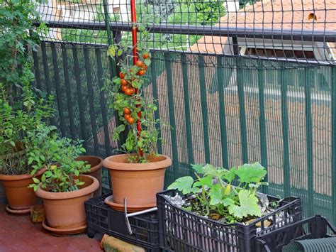 growing vegetables in pots on balcony
