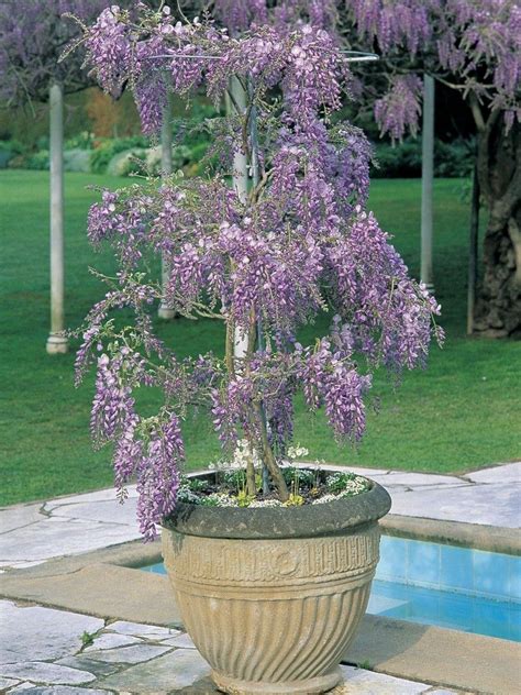 growing wisteria in a pot