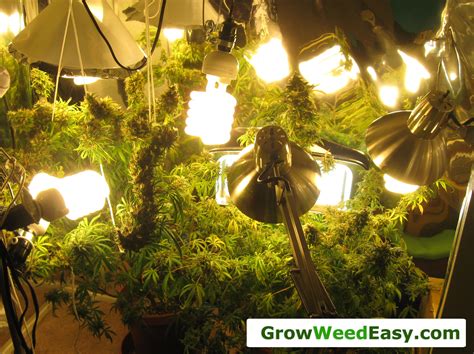growing with cfls