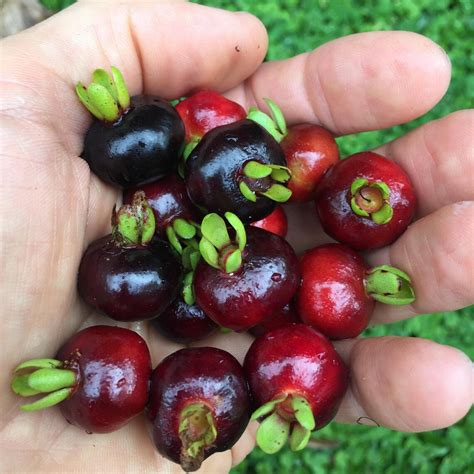 grumichama cherry