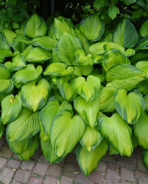 guacamole hosta