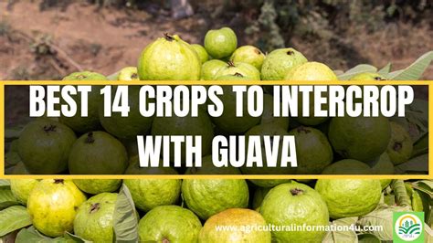 guava companion plants