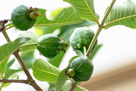 guava tree fruiting