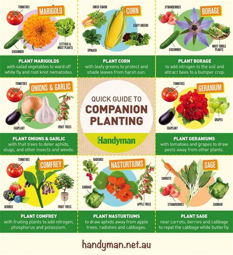 guide to companion planting