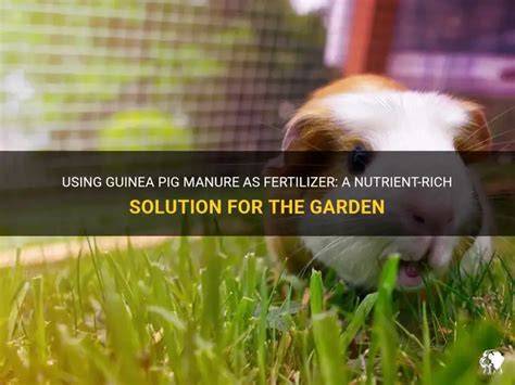 guinea pig manure