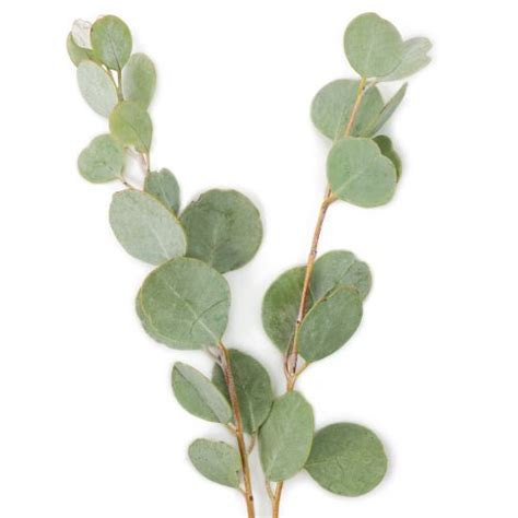 gumdrop eucalyptus