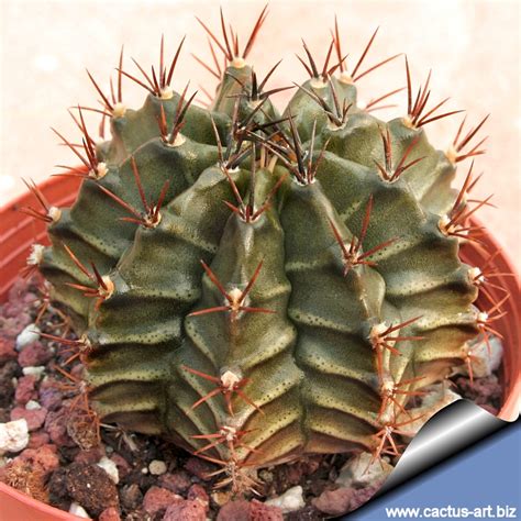 gymnocalycium friedrichii