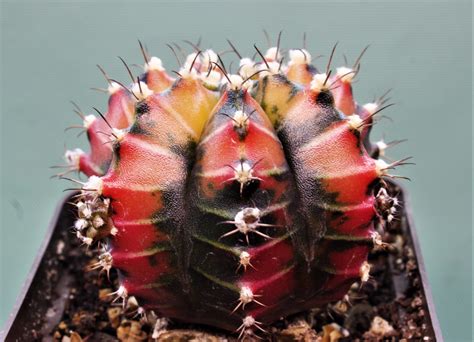 gymnocalycium mihanovichii variegata