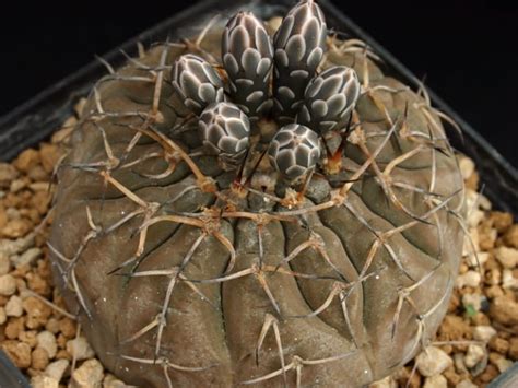 gymnocalycium stellatum