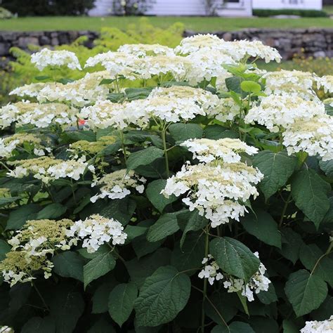 haas halo hydrangea