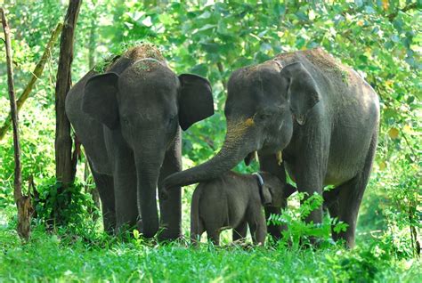 Habitat Gajah Sumatera
